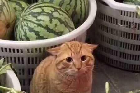 情人叫我小傻瓜啥意思