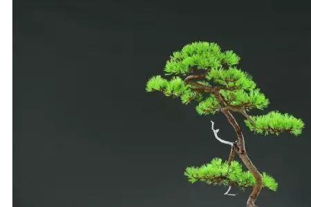 文人树一般多高