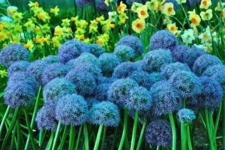 我的花园种了一百朵花是什么诗