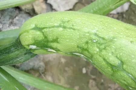葫芦皱缩怎么回事