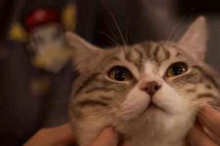 猫知道自己被送人了会怎么办