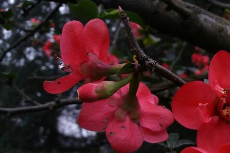 一抹海棠红结局