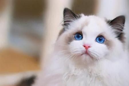 别人不要的猫可以养吗