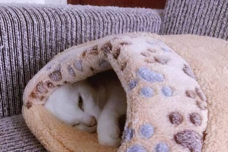 卡其色猫咪是什么品种
