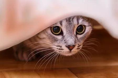 母猫去公猫家会有应激反应么