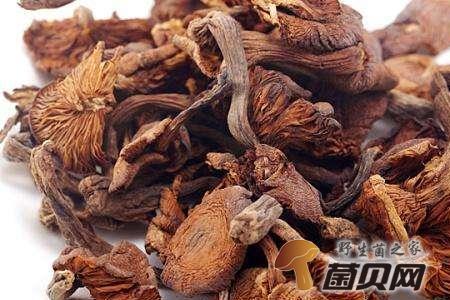 小蘑菇和茶树菇的区别