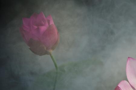 看花候月思依然的意思