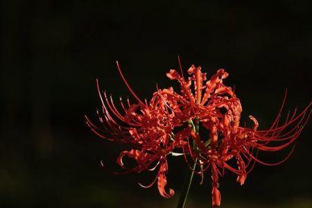 花开无叶,叶生无花意思