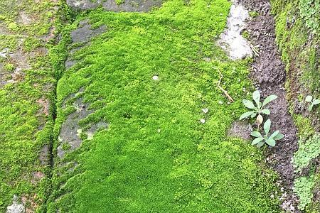 地面青苔用什么快速去除