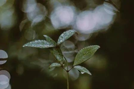 来生呵护你的诗句