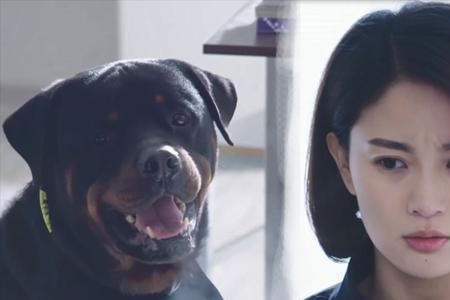 警犬妞妞在第几集找到的