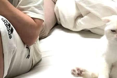 揍完猫需要马上去安慰它吗
