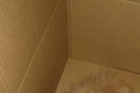 小单间里养猫咪可以吗