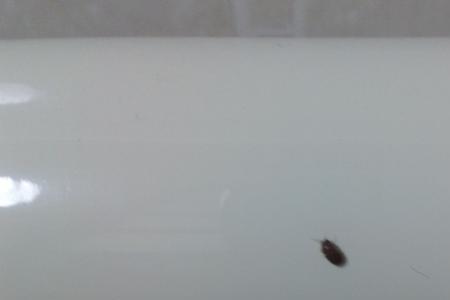 房间里有肉虫是什么原因