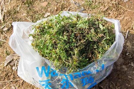 北京挖野菜的地方排行