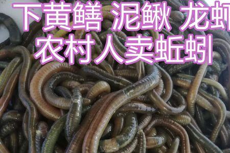 蚯蚓怎么发快递