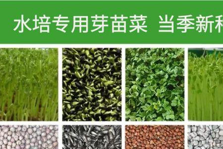 萝卜苗疯长像豆芽怎么办