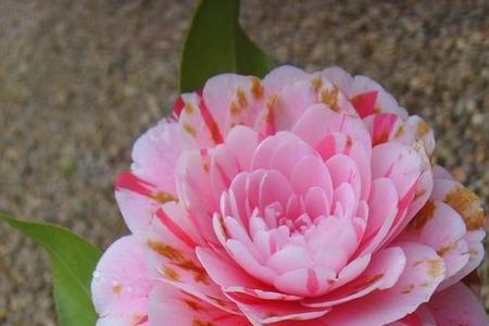 五宝茶花品种哪种最好
