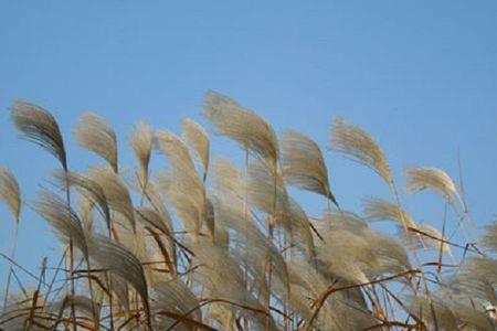芦苇品种介绍