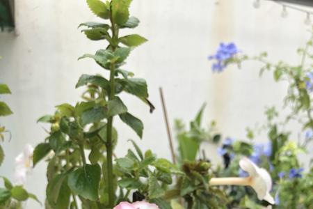 胡竹峰的秋意赏析