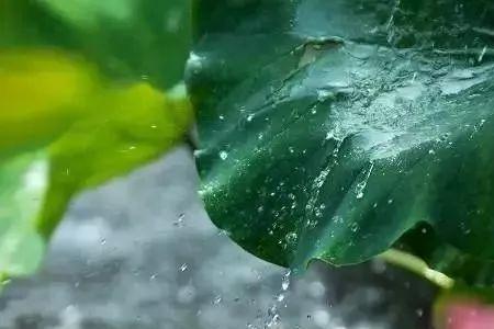 六月的雨感悟