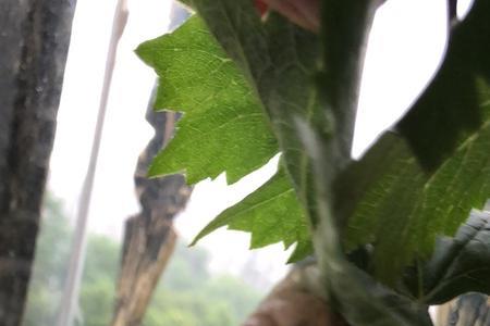 小区里蜗牛一般在那里找得到