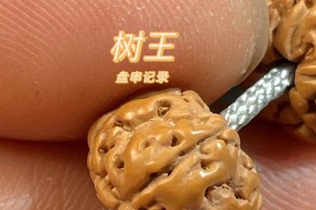 树王小金刚多大尺寸好