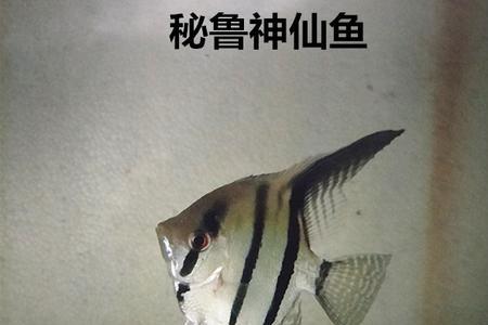 秘鲁红腹鱼可以长多大
