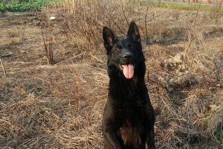 东德牧羊犬麦克斯是不是引进的
