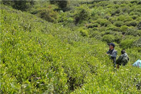 碧萝园茶业怎么样