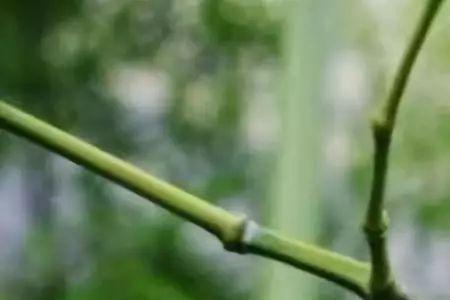 竹子青青不开花什么意思