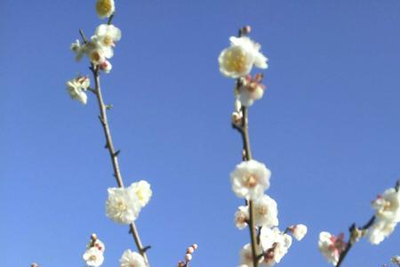 心若芬芳暗香自来什么意思
