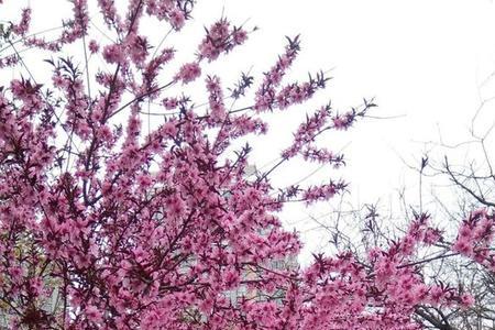 墙外桃花有真感情吗