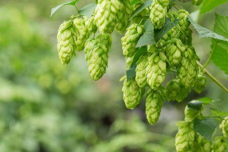 四川哪里有种植啤酒花