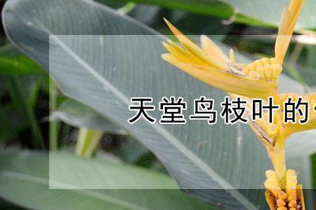 天堂鸟可全部剪除重新生长吗