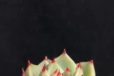 多肉蓝龙介绍