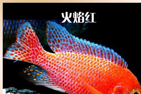 三湖慈鲷非洲王子咬不咬