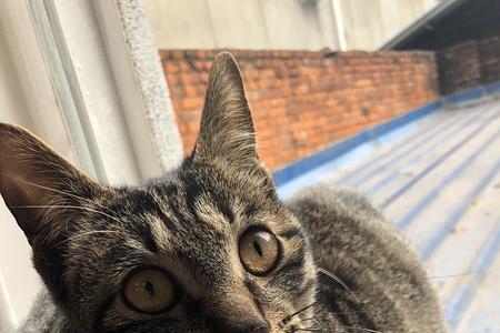 狸花猫让它亲一下有什么感觉