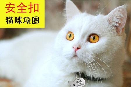 猫咪几个月能看到铃铛