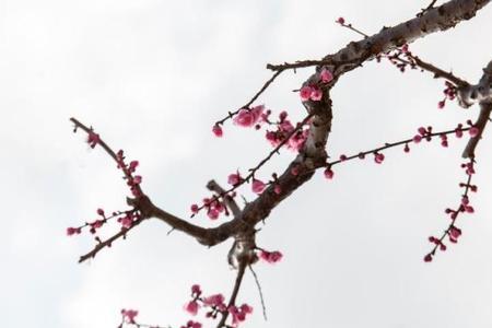 寒梅傲骨的意思