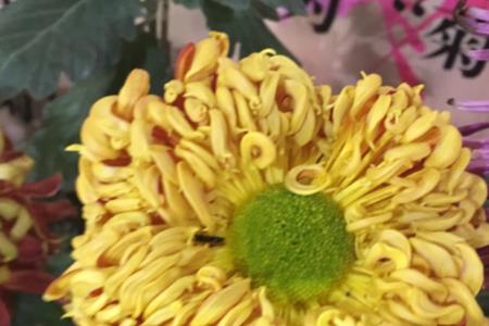露菊新花一半黄的意思