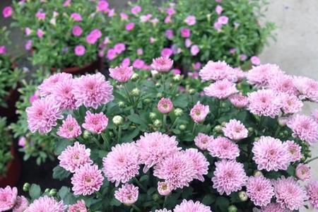 糖果菊花籽怎么种