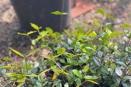 彩叶络石怎样养
