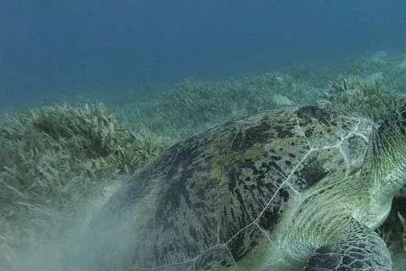 海龟能潜多深