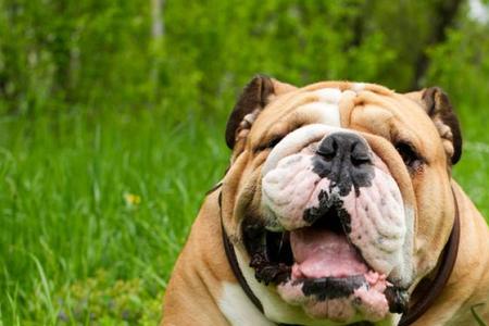 哪种猛犬口水少