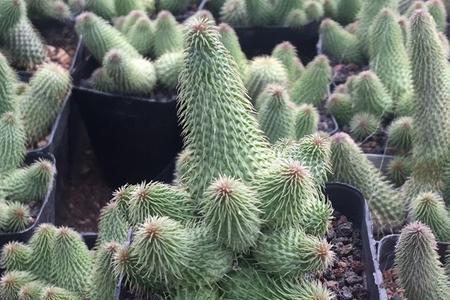 阿修罗多肉是保护植物吗