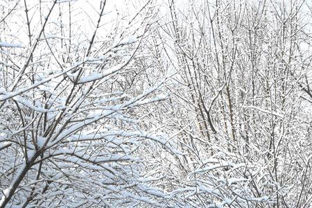 雪中漫步的优美句子
