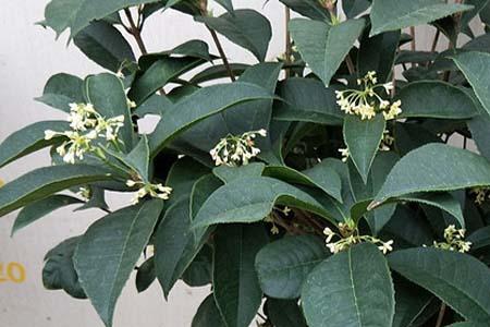 地栽桂花修剪时间和方法