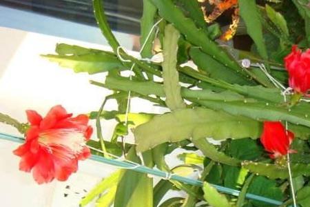 仙人剑花几年开花一年开几次花