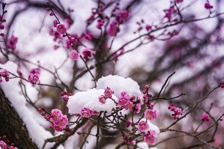 傲立雪中是什么意思
